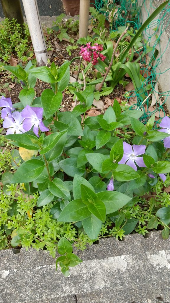 守屋大志が見つけた紫の花