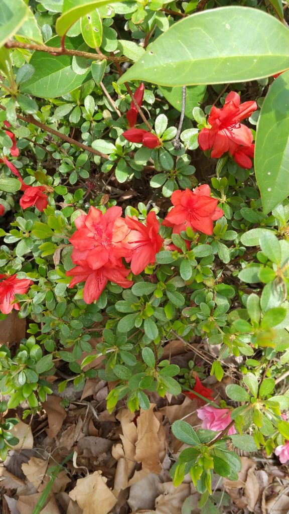 守屋大志の赤サツキ