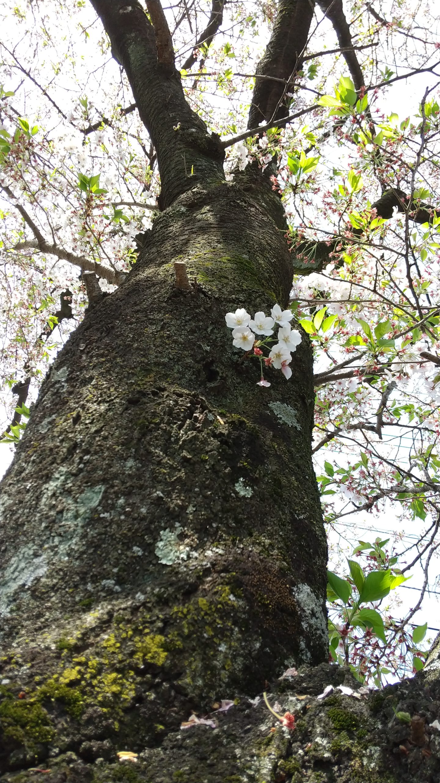 守屋大志の桜