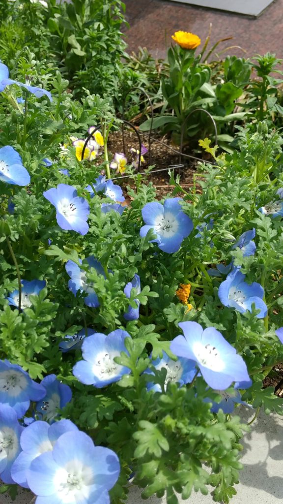 守屋大志が見つけた青い花