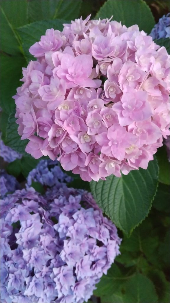 守屋大志の紫陽花