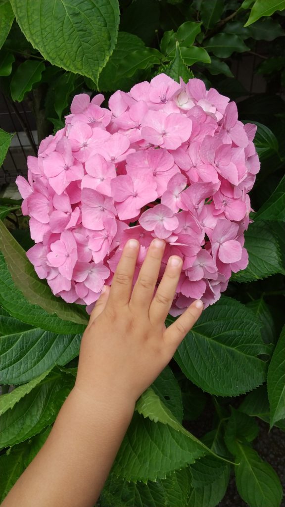 守屋大志の紫陽花ピンク