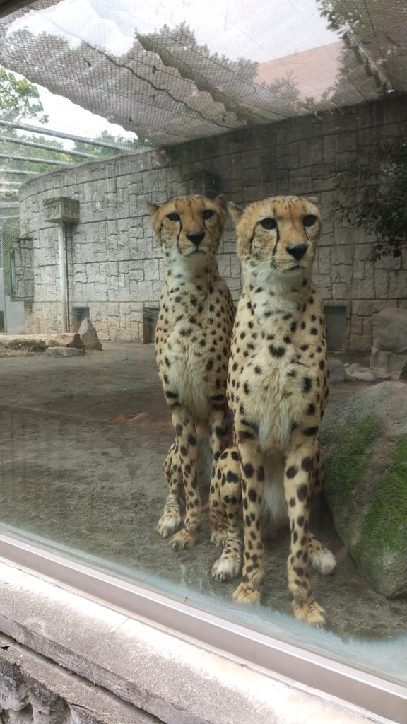 守屋大志の多摩動物公園