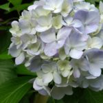 守屋大志の紫陽花