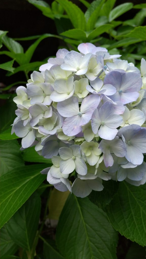 守屋大志の薄紫陽花