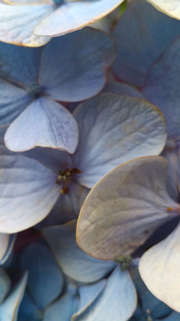 守屋大志の紫陽花